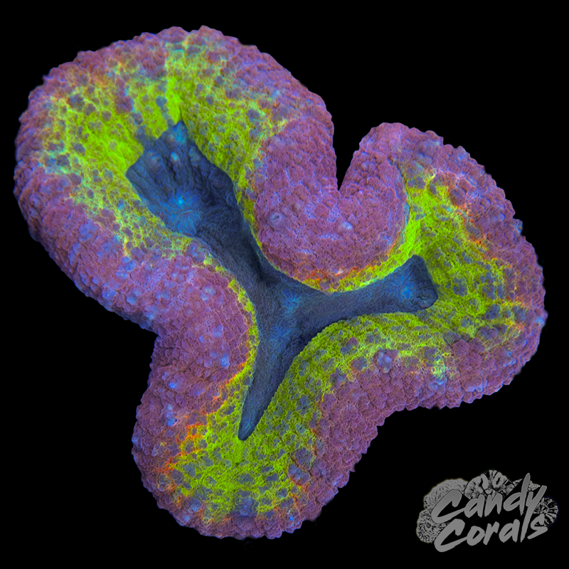 Rainbow Lobophyllia WYSIWYG 64