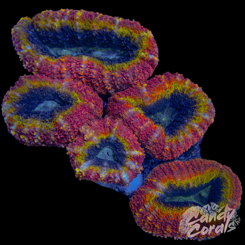 Rainbow Lobophyllia WYSIWYG 76