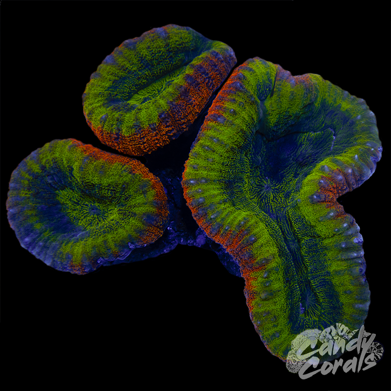 Rainbow Lobophyllia WYSIWYG 18