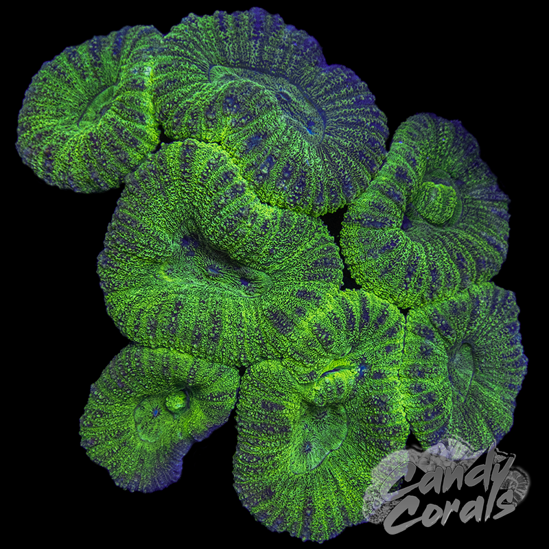 Rainbow Lobophyllia WYSIWYG 4