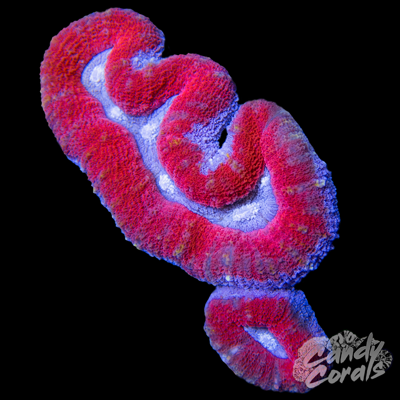 Rainbow Lobophyllia WYSIWYG 45