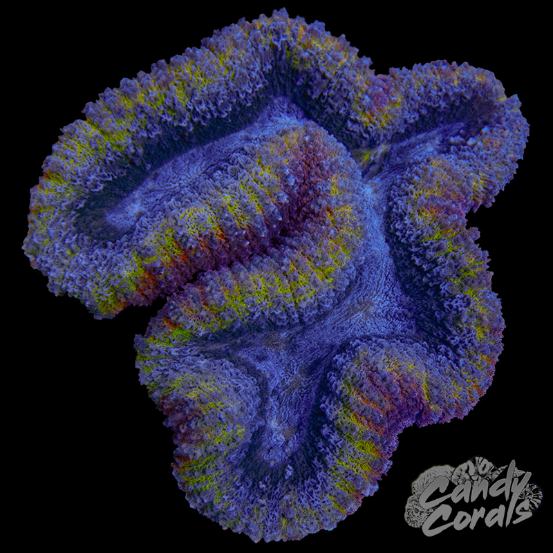 Rainbow Lobophyllia WYSIWYG 65