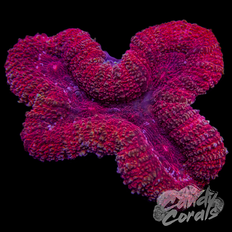 Rainbow Lobophyllia WYSIWYG 14