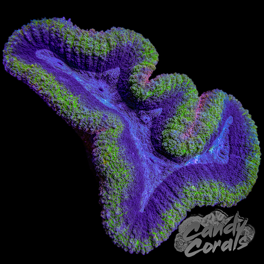 Rainbow Lobophyllia WYSIWYG 20