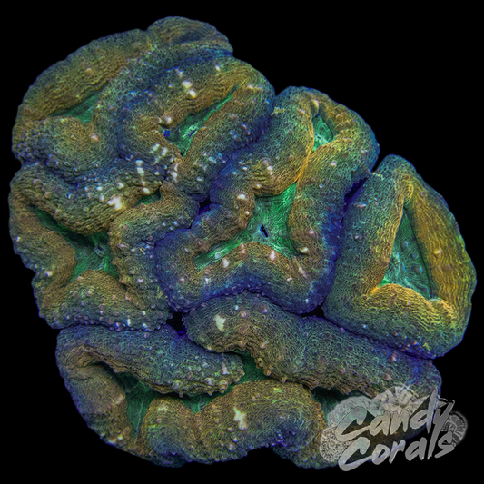 Rainbow Lobophyllia WYSIWYG 19