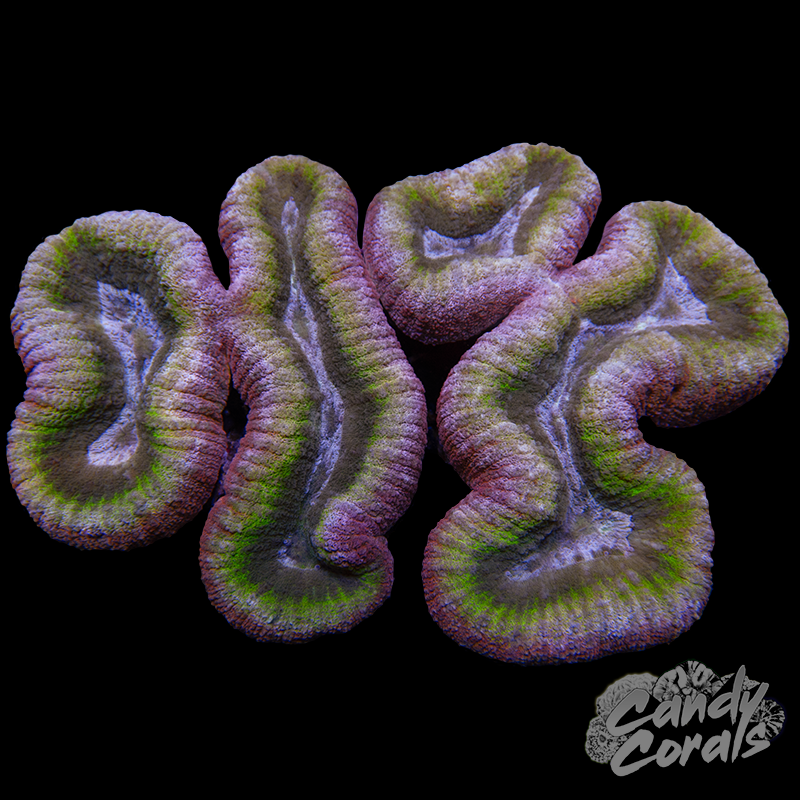 Rainbow Lobophyllia WYSIWYG 46