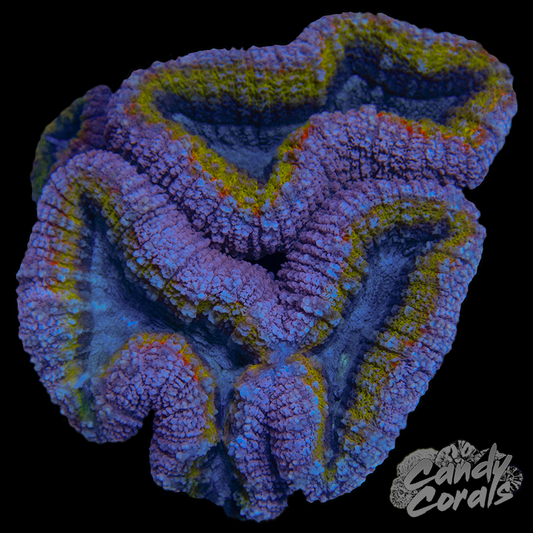 Rainbow Lobophyllia WYSIWYG 66