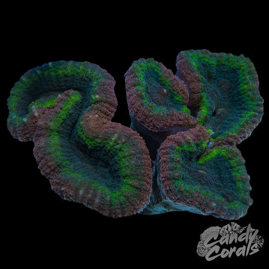 Rainbow Lobophyllia WYSIWYG 56