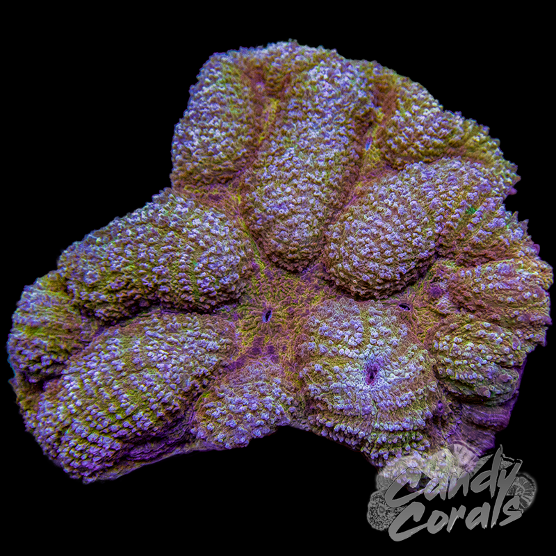 Rainbow Lobophyllia WYSIWYG 15