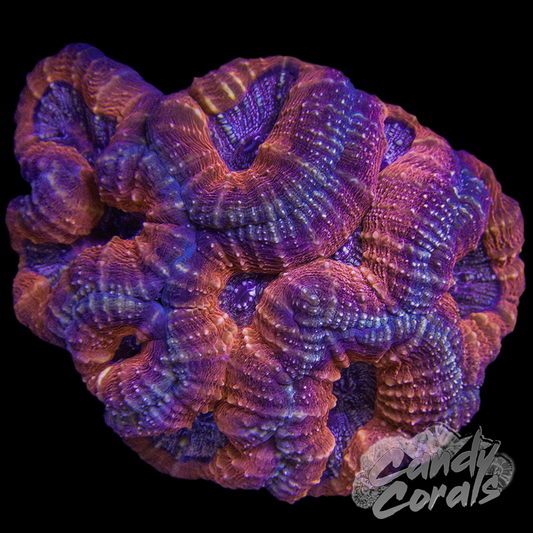 Rainbow Lobophyllia WYSIWYG 16