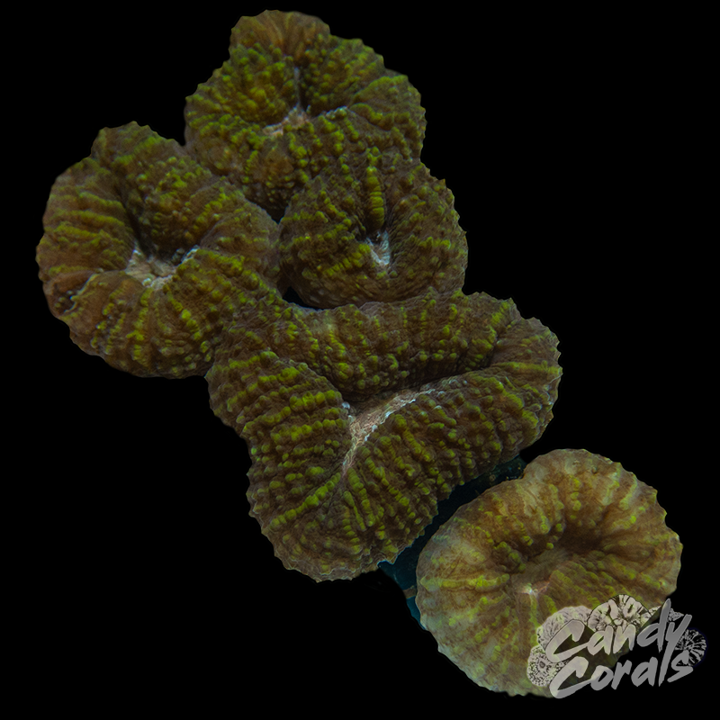 Rainbow Lobophyllia WYSIWYG 50