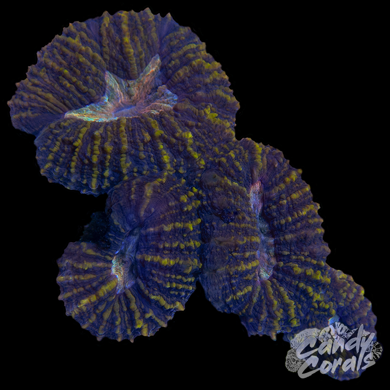Rainbow Lobophyllia WYSIWYG 67