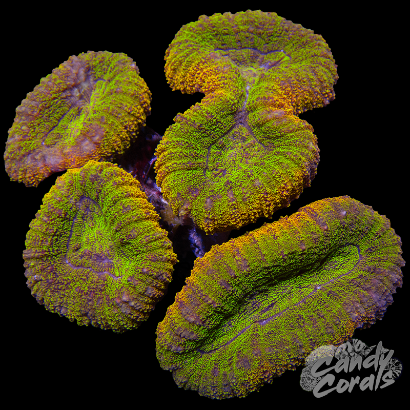 Rainbow Lobophyllia WYSIWYG 47