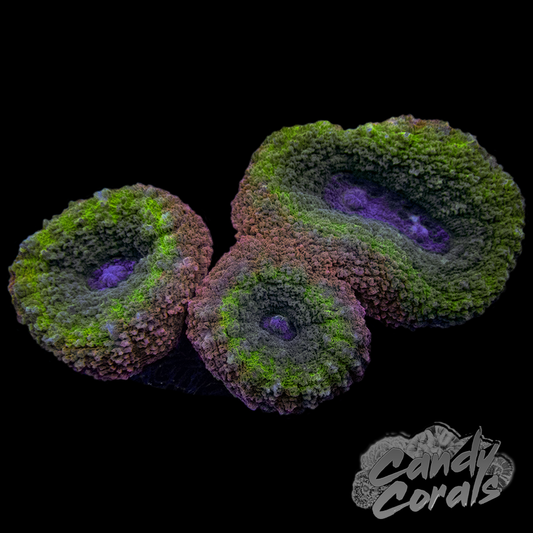 Rainbow Lobophyllia WYSIWYG 6