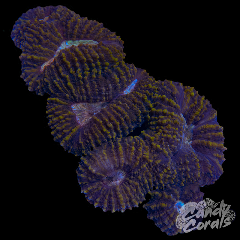 Rainbow Lobophyllia WYSIWYG 68