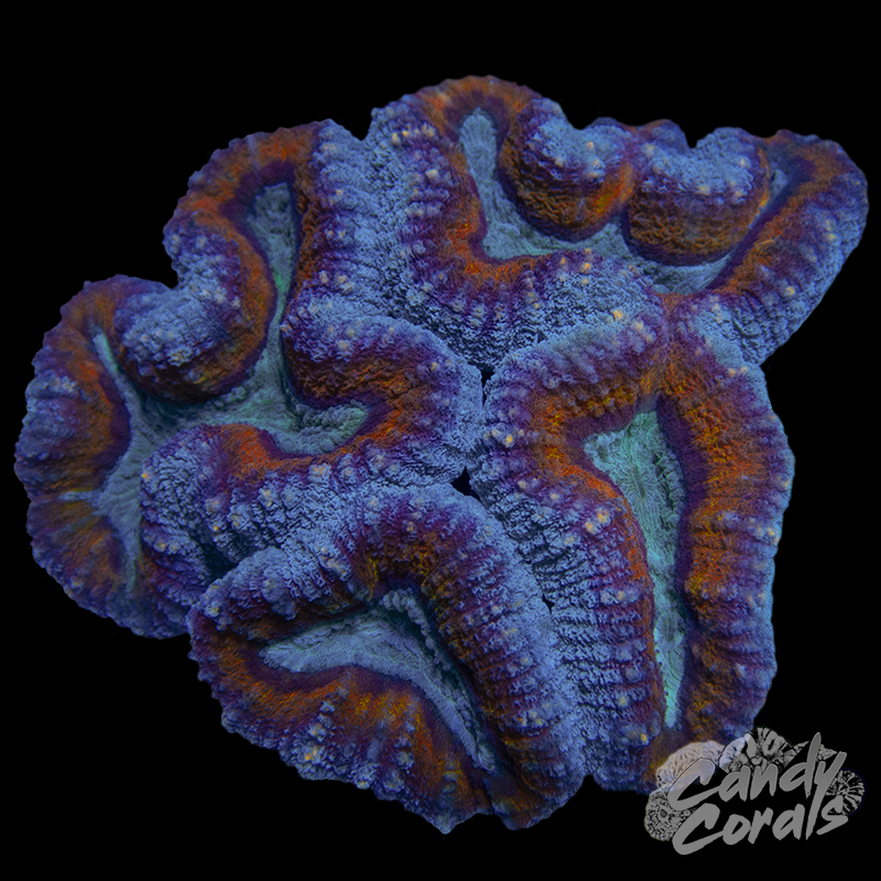 Rainbow Lobophyllia WYSIWYG 80