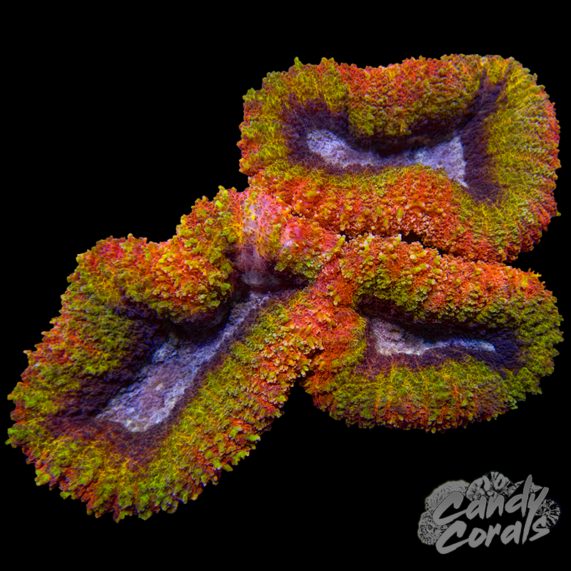 Rainbow Lobophyllia WYSIWYG 77