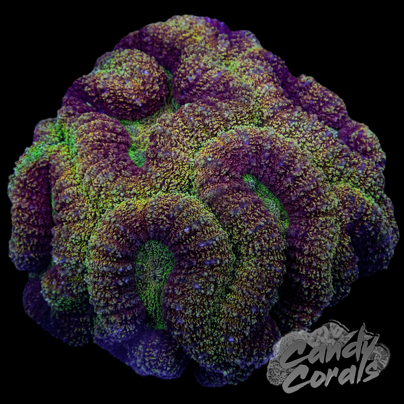 Rainbow Lobophyllia WYSIWYG 17