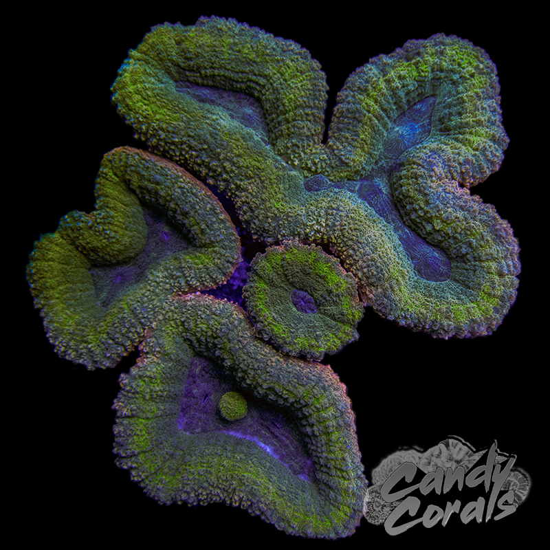 Rainbow Lobophyllia WYSIWYG 21