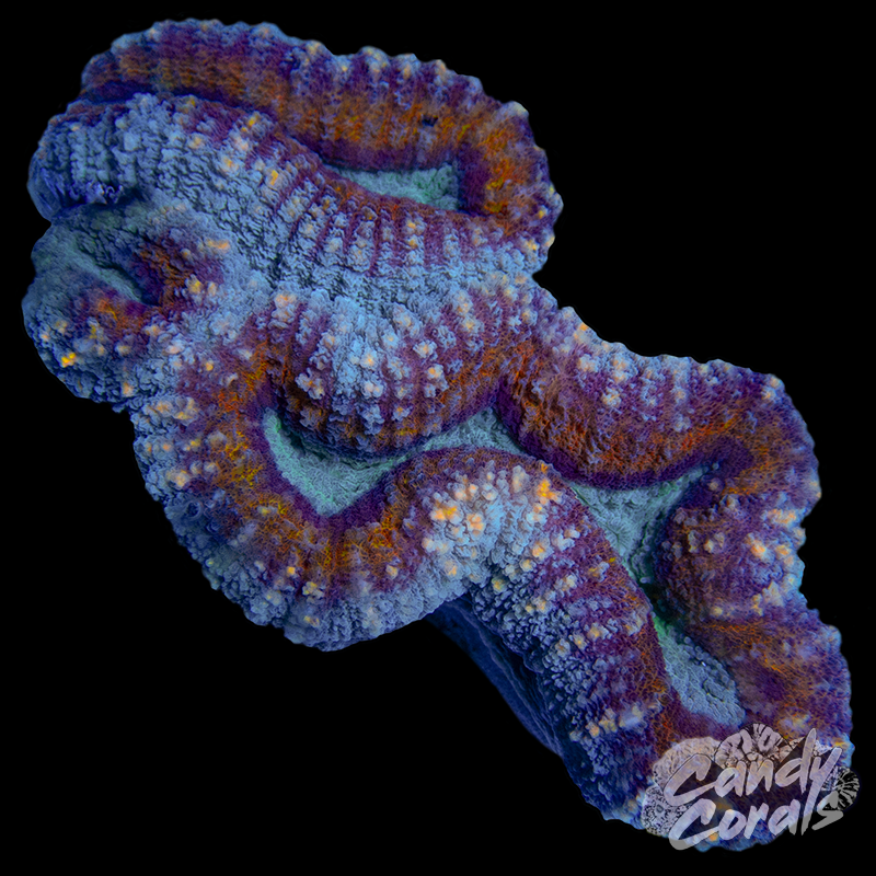 Rainbow Lobophyllia WYSIWYG 81