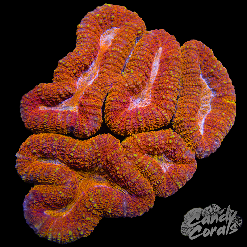 Rainbow Lobophyllia WYSIWYG 48