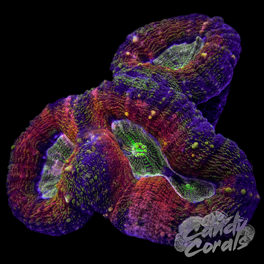 Rainbow Lobophyllia WYSIWYG 22