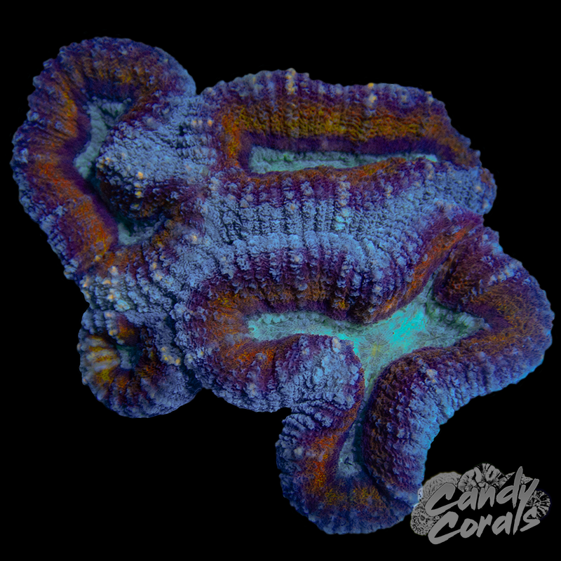 Rainbow Lobophyllia WYSIWYG 63