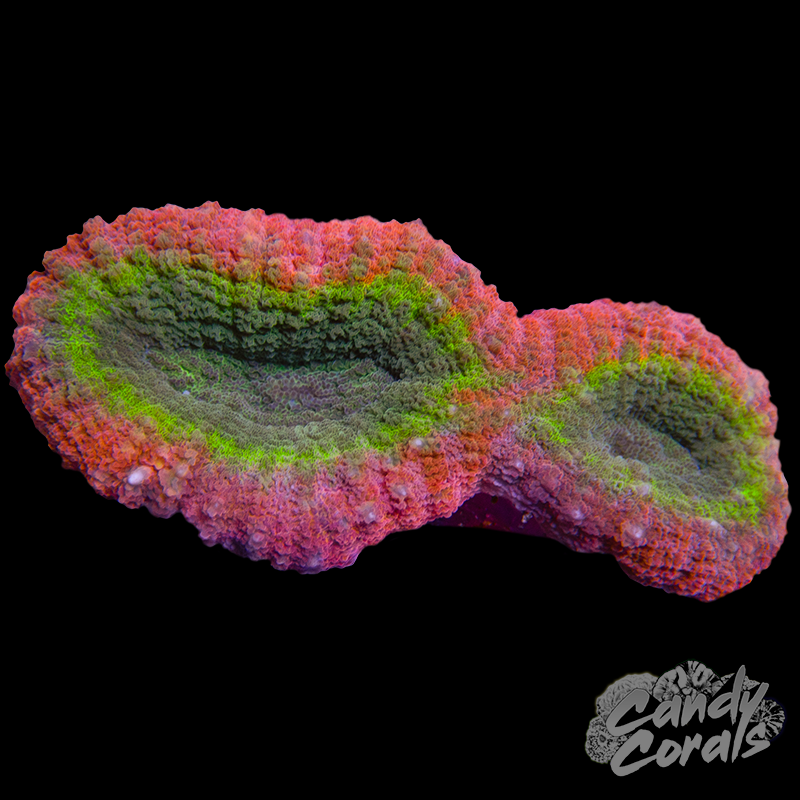 Rainbow Lobophyllia WYSIWYG 49
