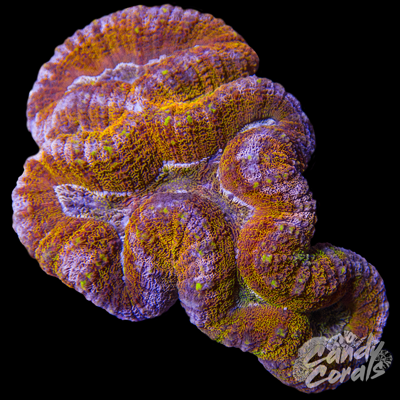 Rainbow Lobophyllia WYSIWYG 51
