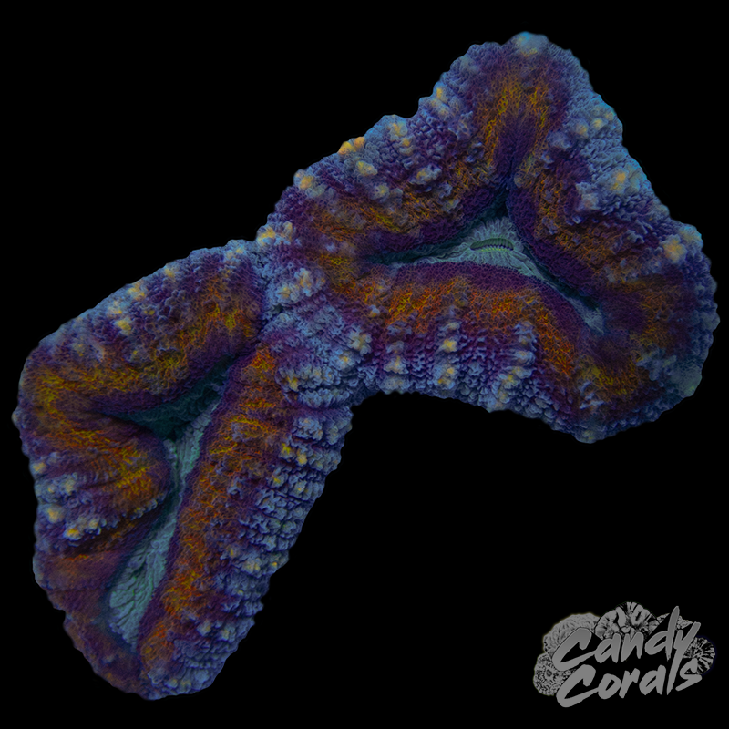 Rainbow Lobophyllia WYSIWYG 83