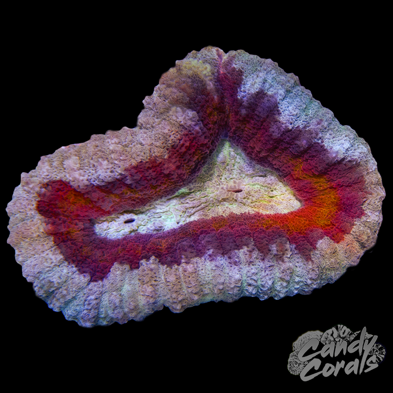 Rainbow Lobophyllia WYSIWYG 52