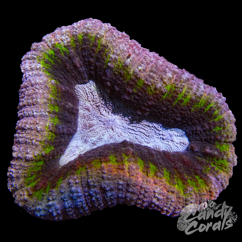 Rainbow Lobophyllia WYSIWYG 53