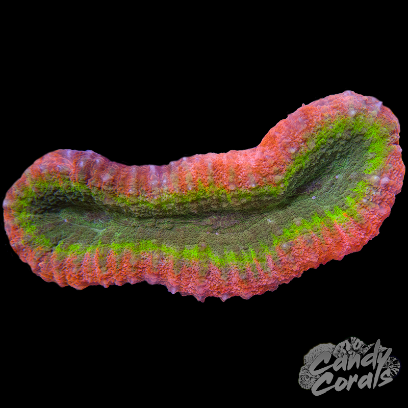 Rainbow Lobophyllia WYSIWYG 54