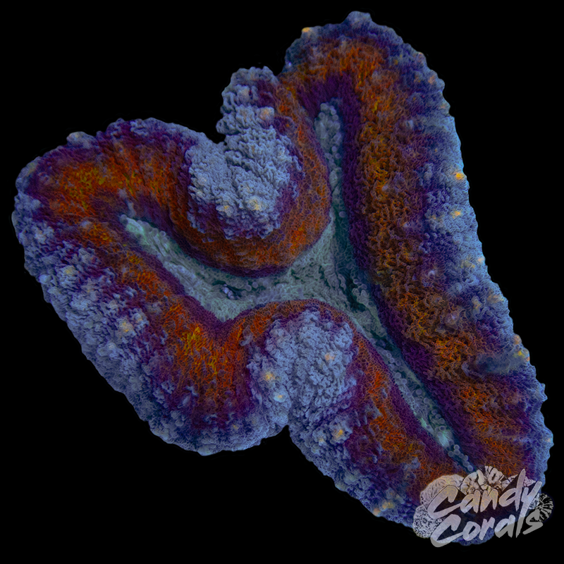 Rainbow Lobophyllia WYSIWYG 85