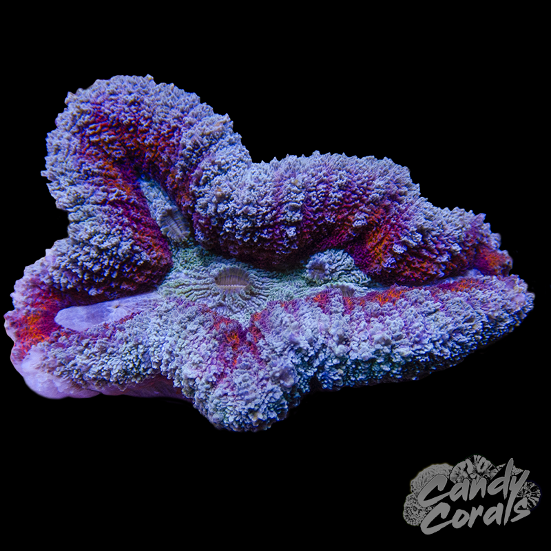 Rainbow Lobophyllia WYSIWYG 84