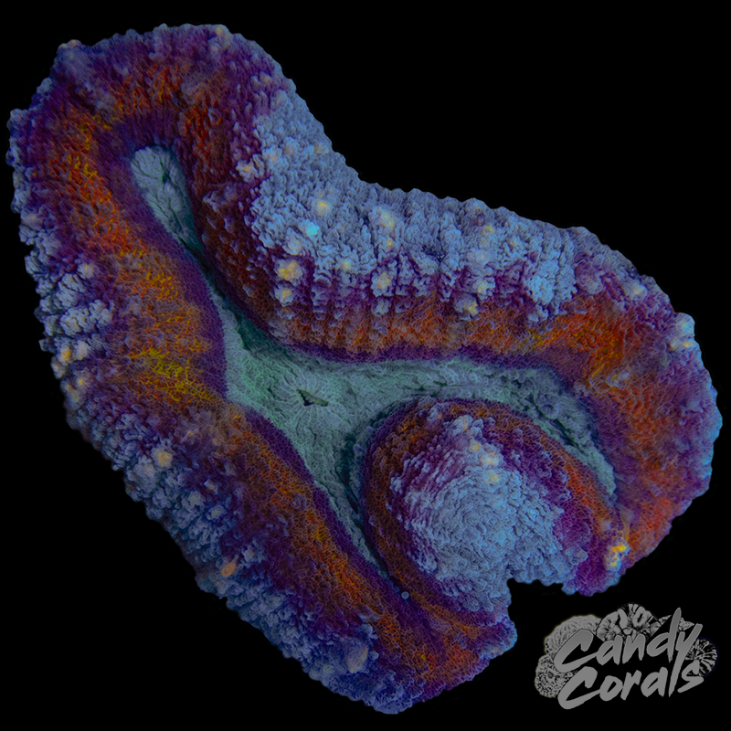 Rainbow Lobophyllia WYSIWYG 87