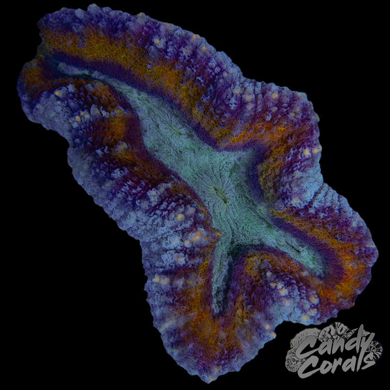 Rainbow Lobophyllia WYSIWYG 84
