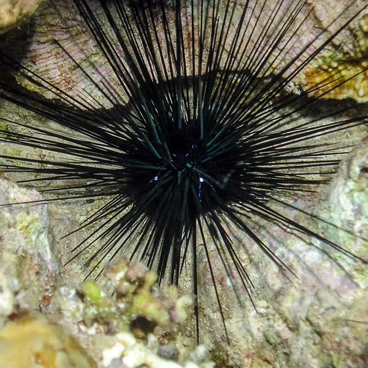 Black Longspine Urchin