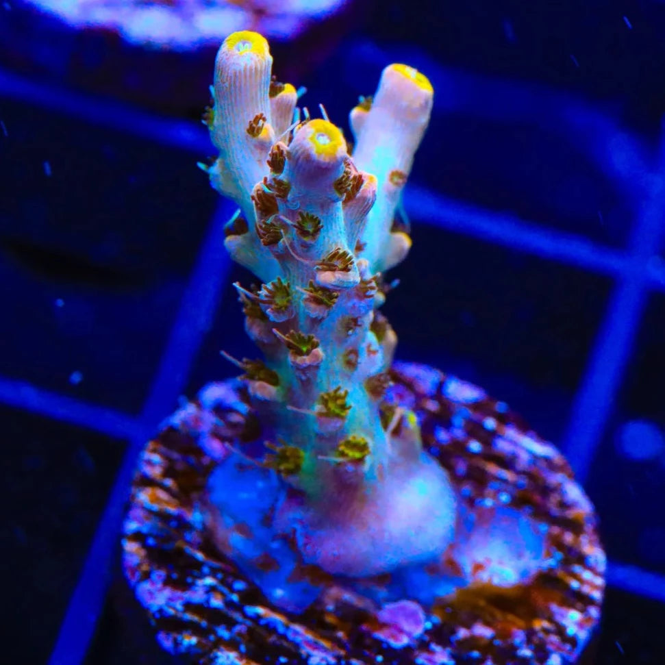 TSA Long Island Acropora Sp. Frag A91