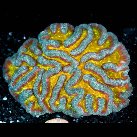 Jumbo Rainbow Lobophyllia WYSIWYG 54