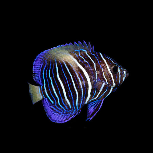 Captive Bred Juvenile  Maculosus Angelfish