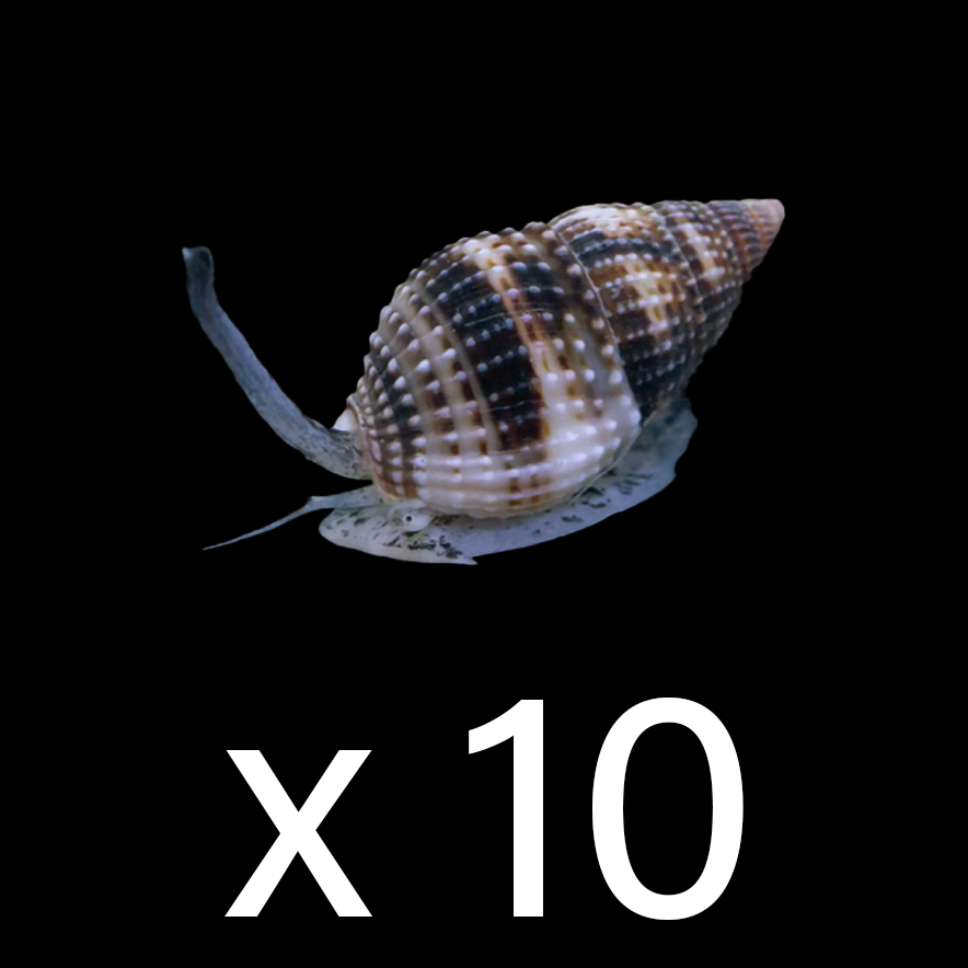 Marble Nassarius