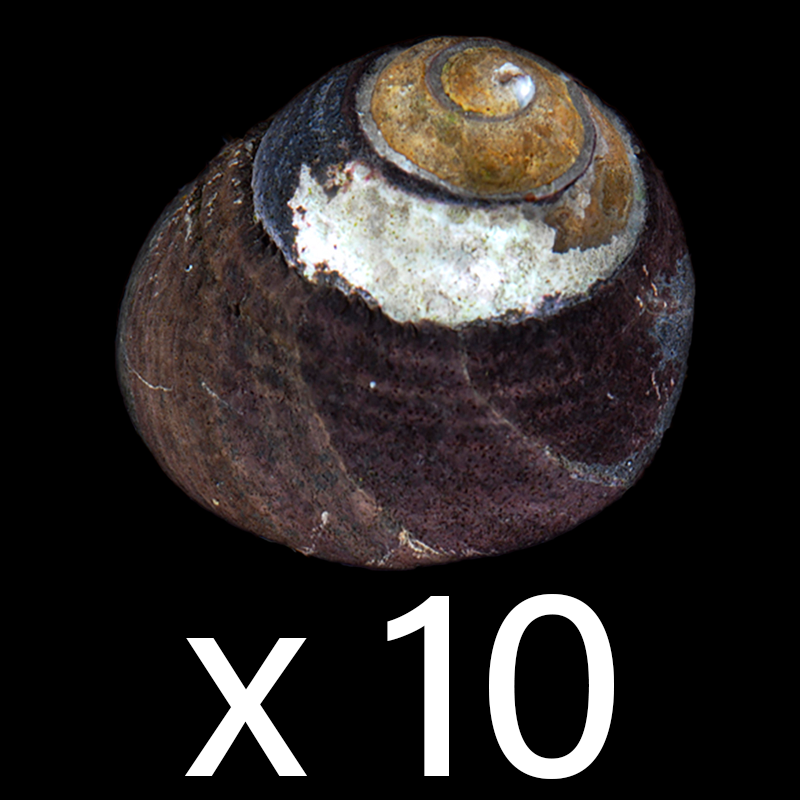 Margarita Snail