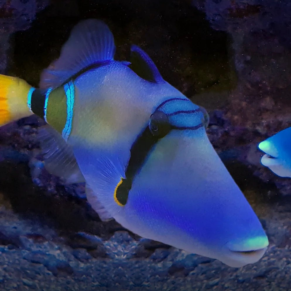 Showsize Mauritian Picasso Triggerfish