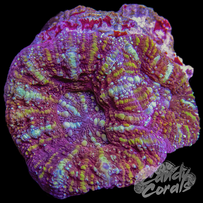 Ultra Acan Maxima WYSIWYG 2