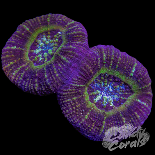 Ultra Acan Maxima WYSIWYG 3