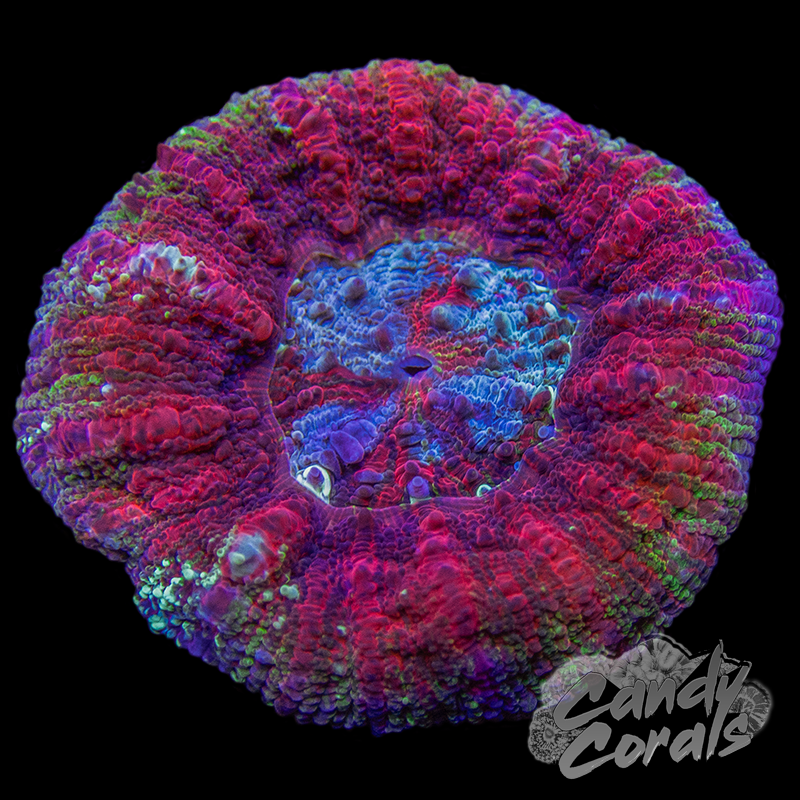 Ultra Acan Maxima WYSIWYG 5