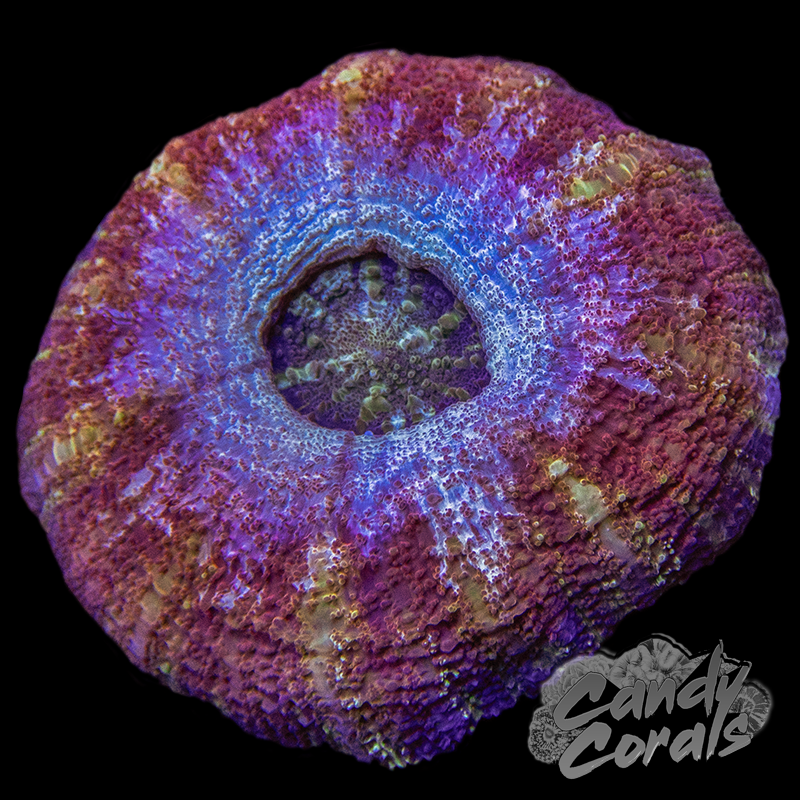 Ultra Acan Maxima WYSIWYG 7