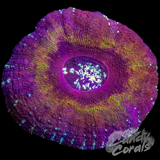 Ultra Acan Maxima WYSIWYG 8