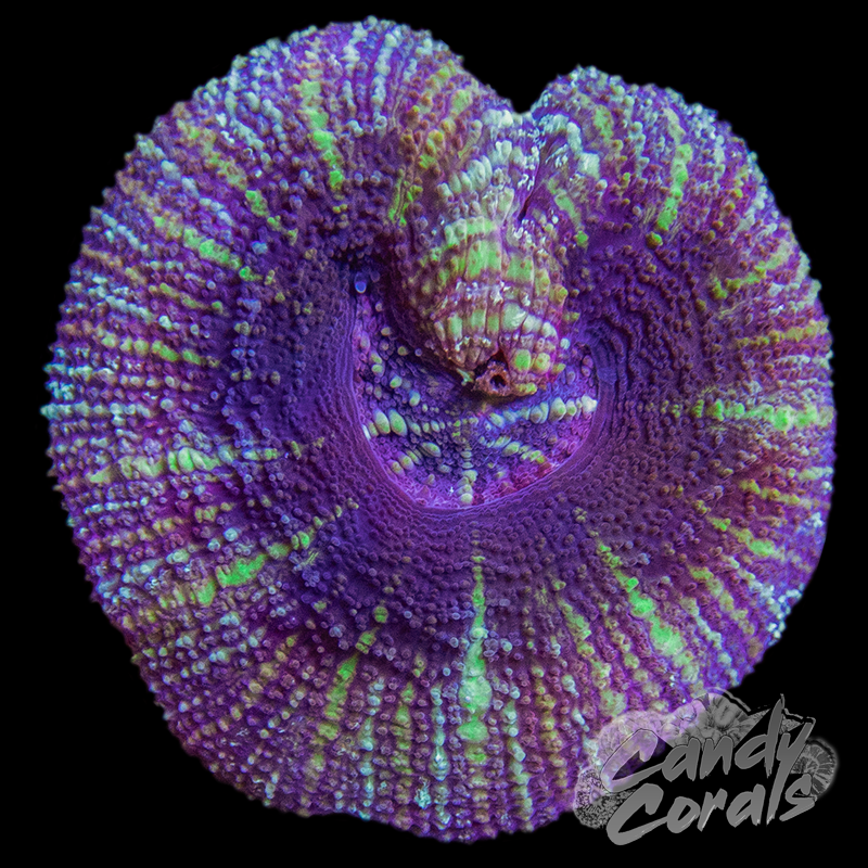 Ultra Acan Maxima WYSIWYG 9